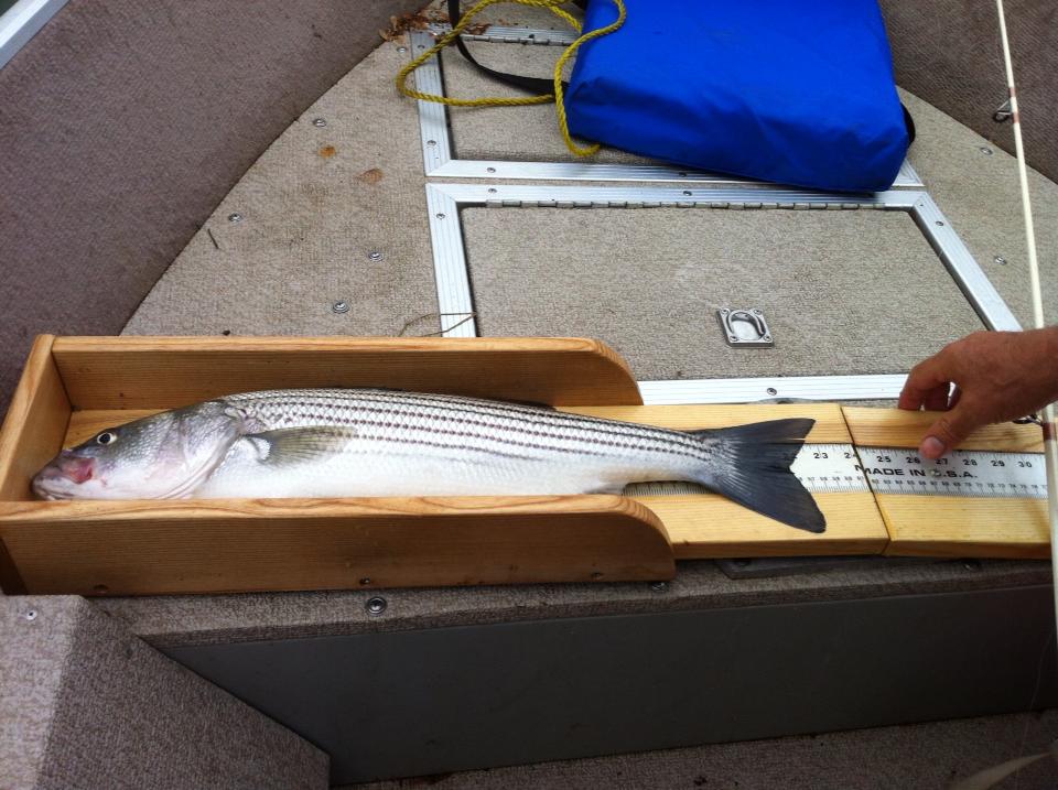 Striper